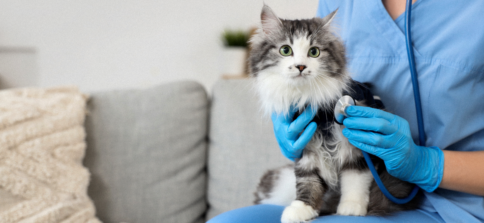 cómo se cura el daño hepático en gatos